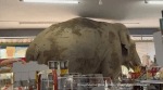 An elephant enters a grocery store in Thailand, Khao Yai. (Image source: @bangkokcommunityhelp/ Instagram)