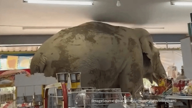 An elephant enters a grocery store in Thailand, Khao Yai. (Image source: @bangkokcommunityhelp/ Instagram)