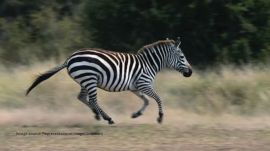 The zebra bolted from a property in Christiana, where it had been delivered just a day earlier
