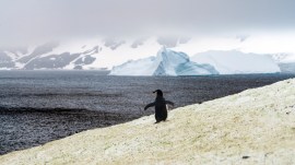 Discover the Antarctic notothenioid fish with antifreeze blood, along with other incredible animals like emperor penguins and Weddell seals that have adapted to survive one of the harshest climates on Earth.