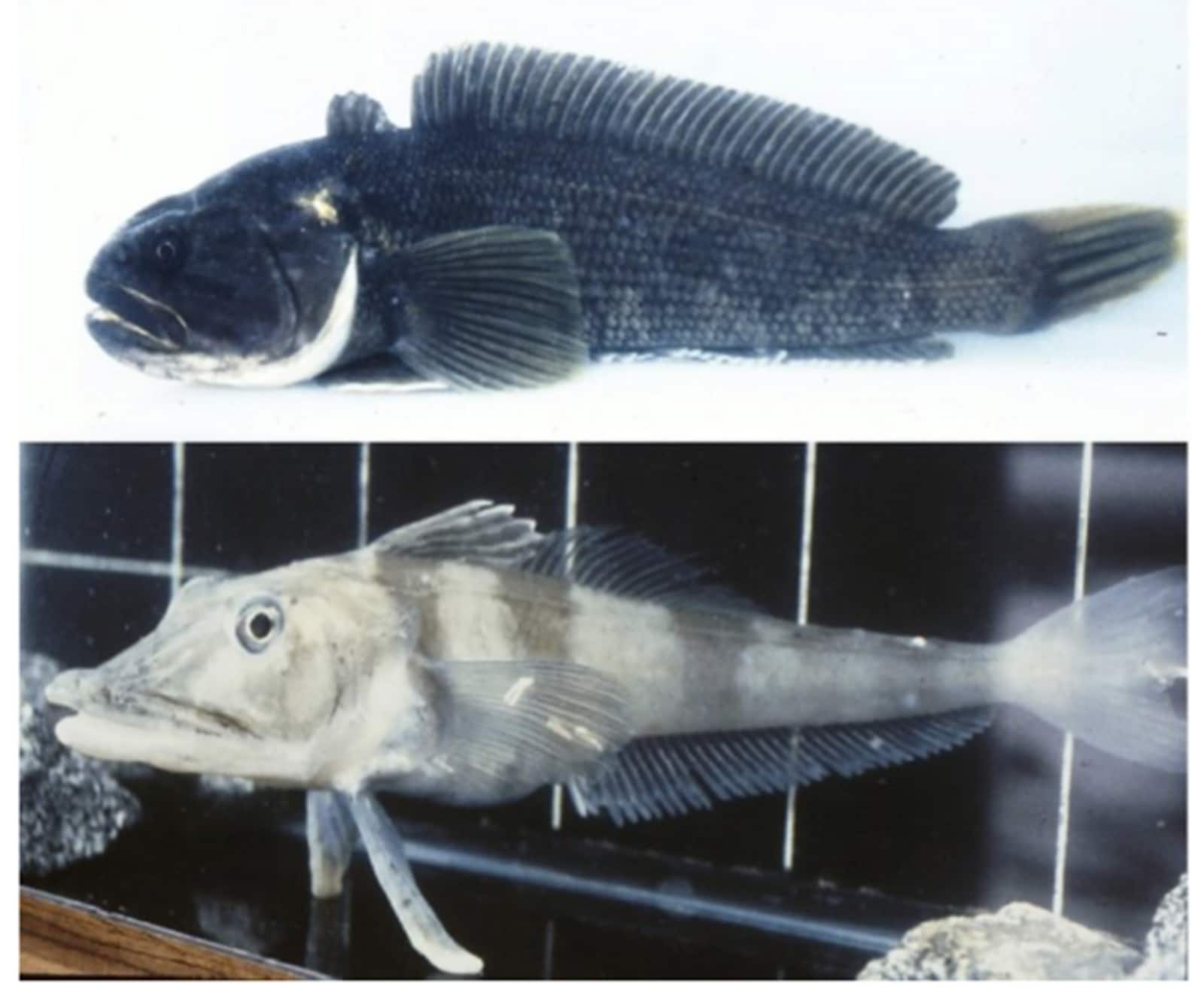 Discover the Antarctic notothenioid fish with antifreeze blood, along with other incredible animals like emperor penguins and Weddell seals that have adapted to survive one of the harshest climates on Earth. (Source: Wikimedia Commons)