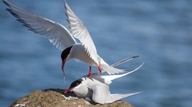 The Arctic Tern is a small seabird with the longest migration in the animal kingdom