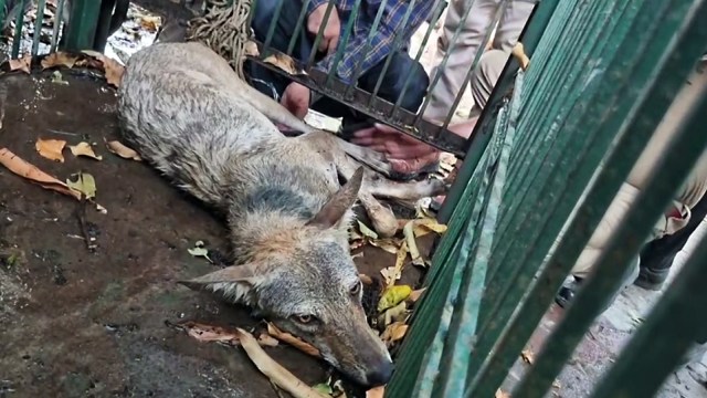 bahraich wolf cuaght