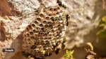 beehive