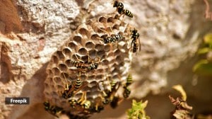 beehive
