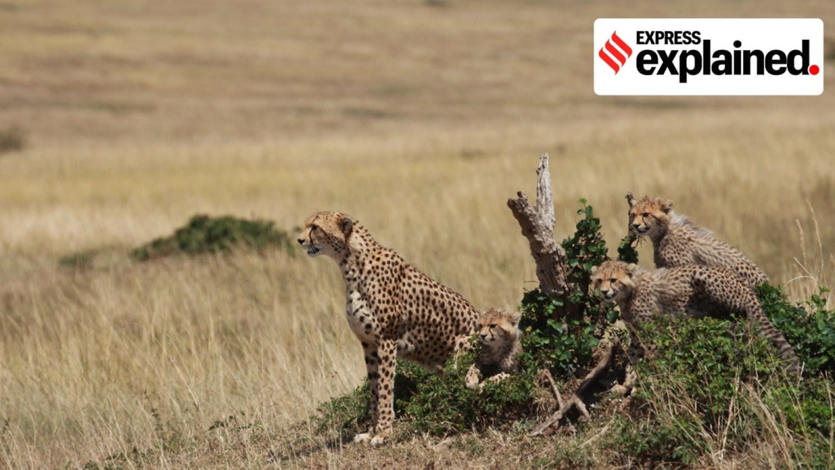 A cheetah on the lookout, with her cubs.