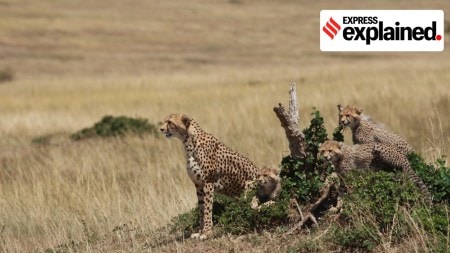 A cheetah on the lookout, with her cubs.