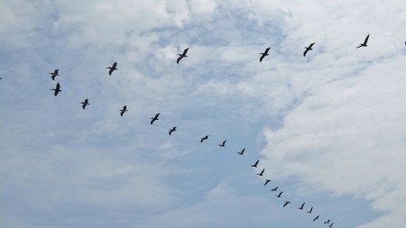 Why do birds fly in a V formation? Discover how this natural flight pattern helps birds save energy, stay in sync, and fly longer distances.