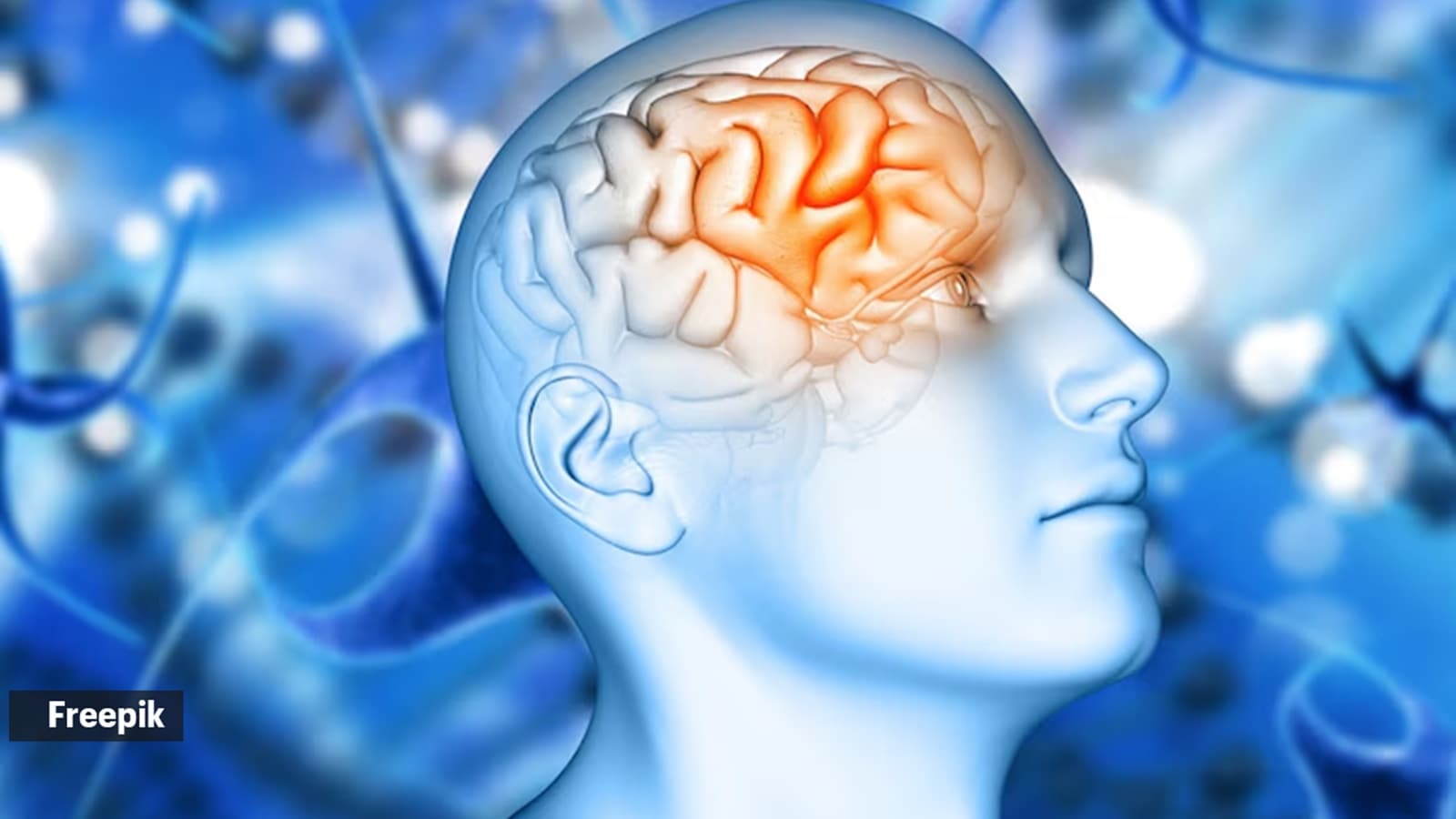 brain