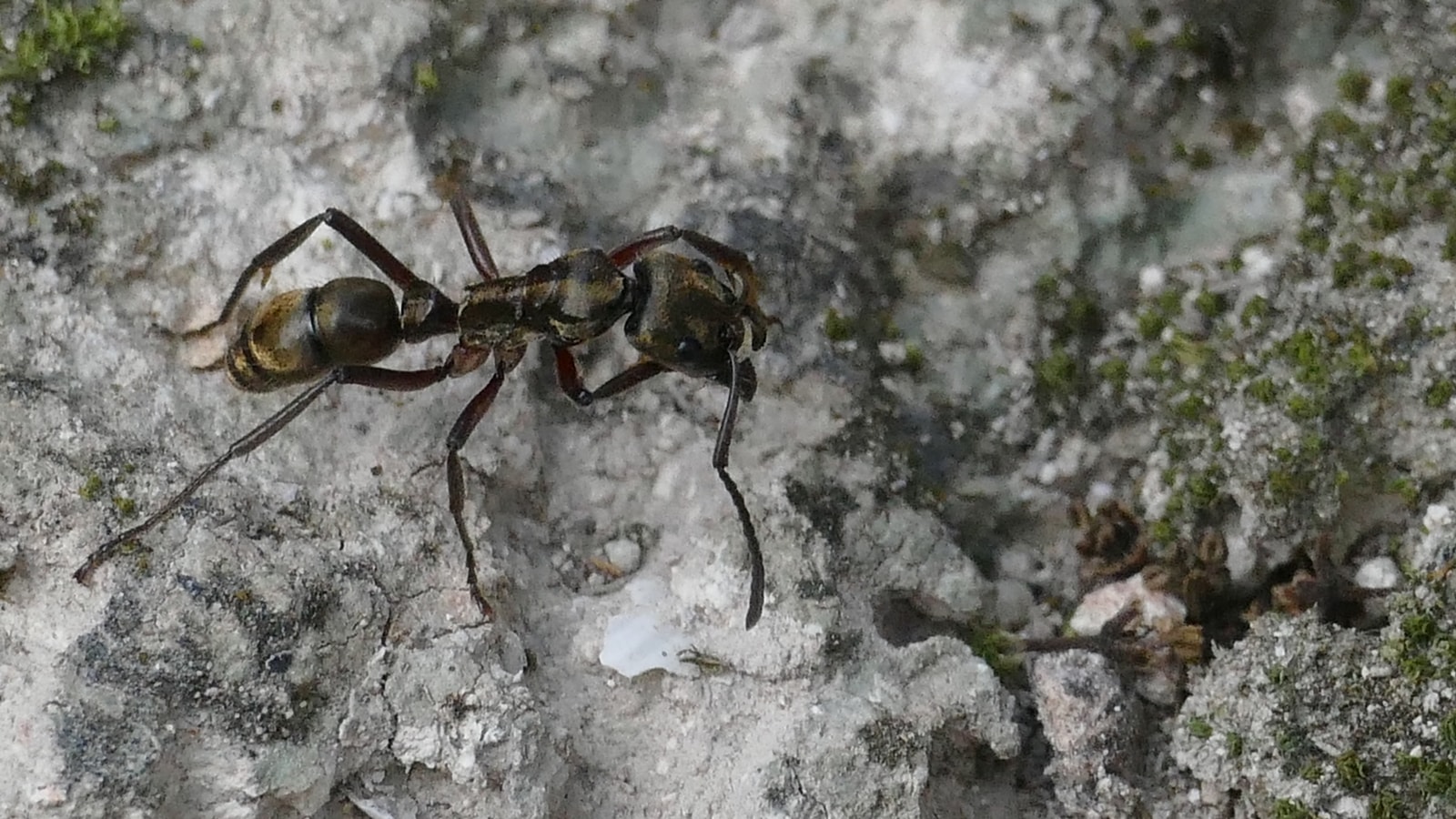 While the ant doesn’t usually pose a lethal threat to humans, its sting causes severe pain, trembling, temporary paralysis, and profuse sweating. For those with allergies or other medical conditions, it could be more serious.