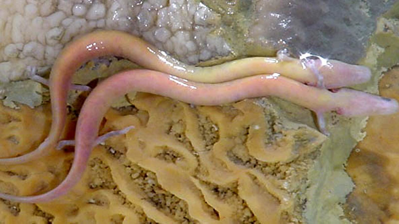 Explore the fascinating world of troglobites—animals uniquely adapted to life in caves