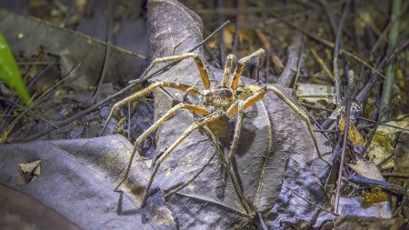 Explore the fascinating world of troglobites—animals uniquely adapted to life in caves