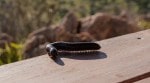 centipede
