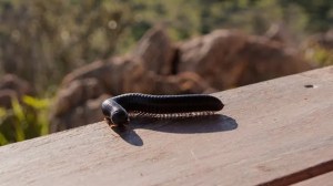 centipede