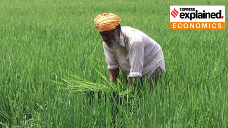One of the farmers working in his paddy fields