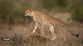 cheetah