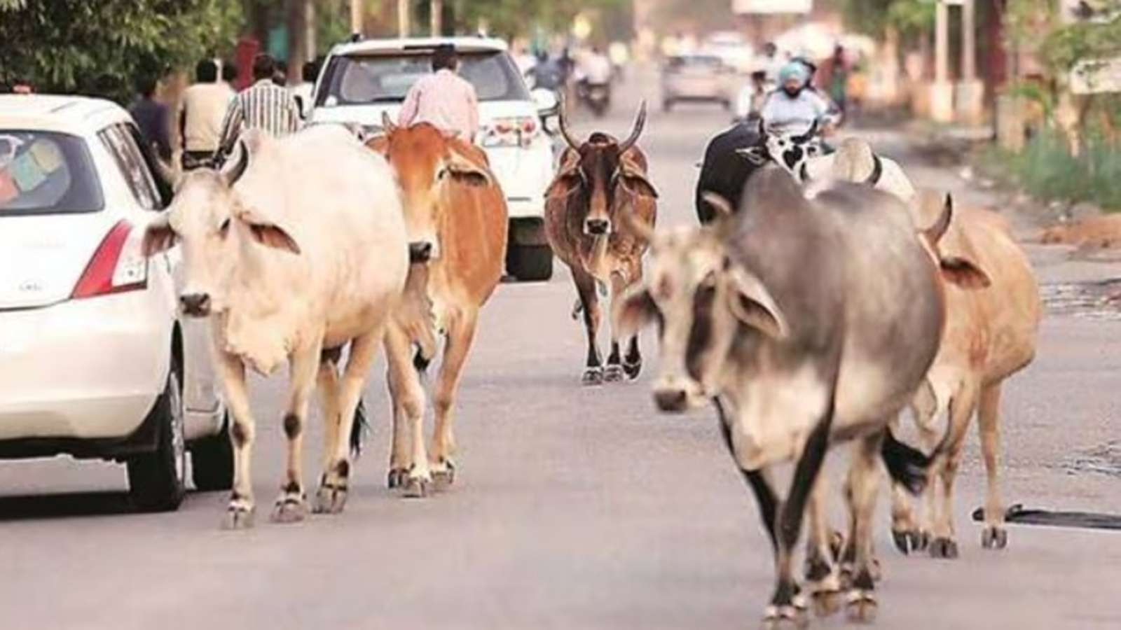 Dalit Men Humiliated Over Cow Smuggling Allegations in Odisha
