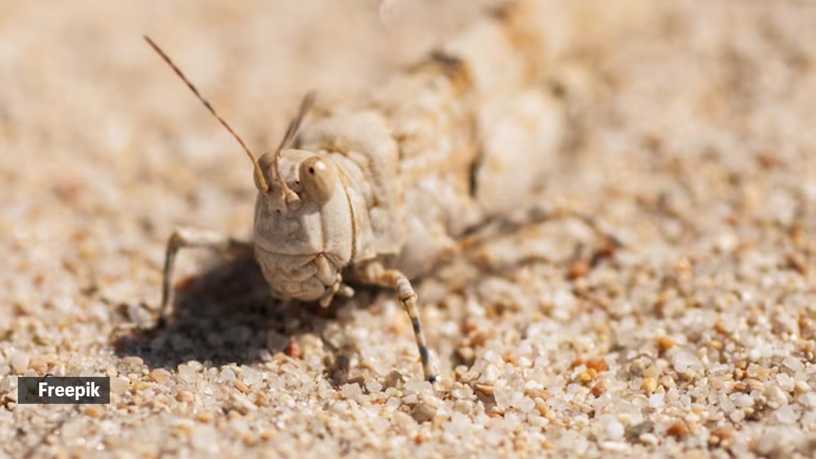 crickets