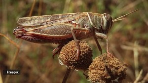 crickets