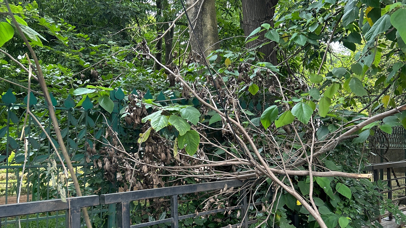 Bengaluru Stampede's Aftermath: Cubbon Park Suffers Damage, Association Complains
