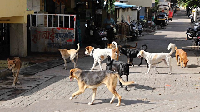 chandigarh dog bite rate increases over a year