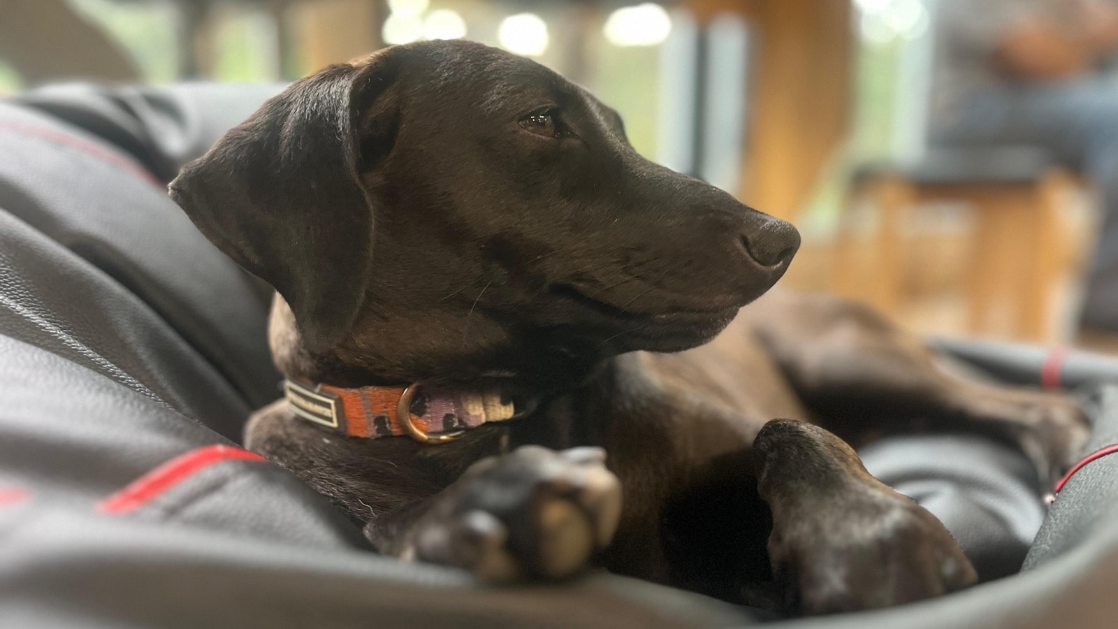 dog couch