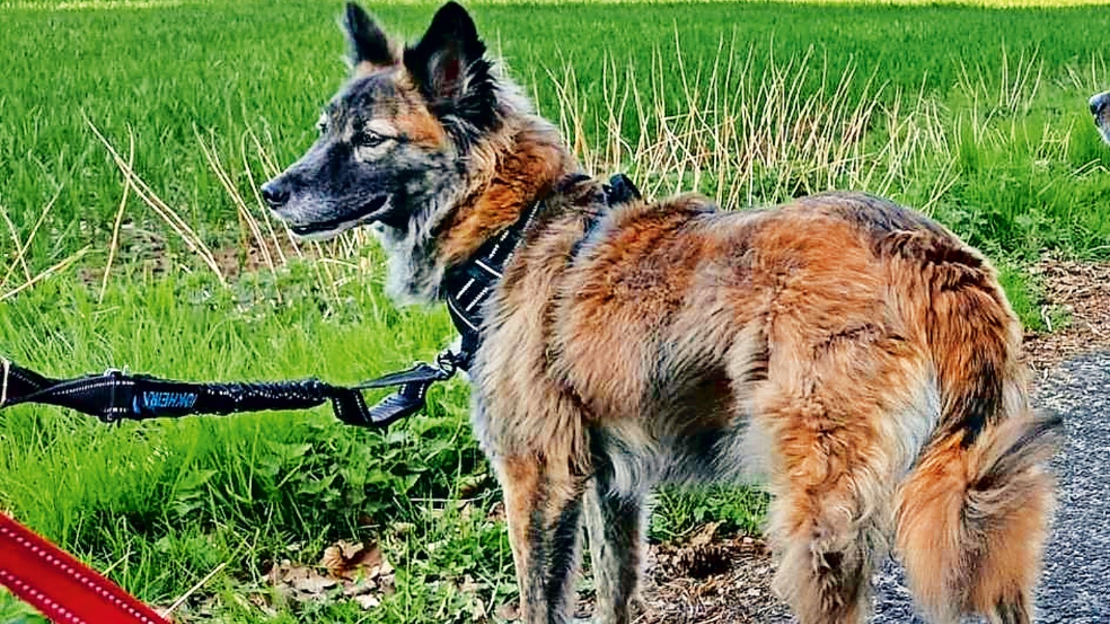 dogs’ poop, dogs’ poop fine, Pet and Community Dogs Bylaws, Chandigarh Administration, Indian express news, current affairs