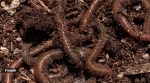 earthworms