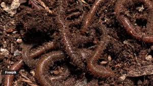 earthworms