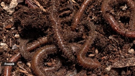 earthworms