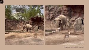The elephant made several attempts before finally lifting the animal to dry land