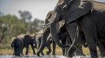 Discover how elephants, dogs, birds, and even toads react to earthquakes, storms, and volcanic eruptions before they occur.