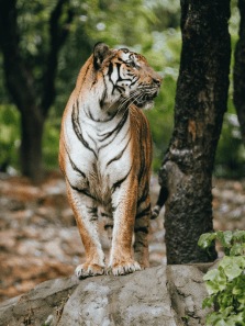 Tigers vs Leopards: Who would win a fight in the wild?