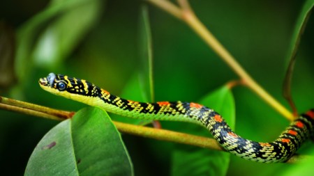 Discover how flying snakes glide through the air using only their bodies