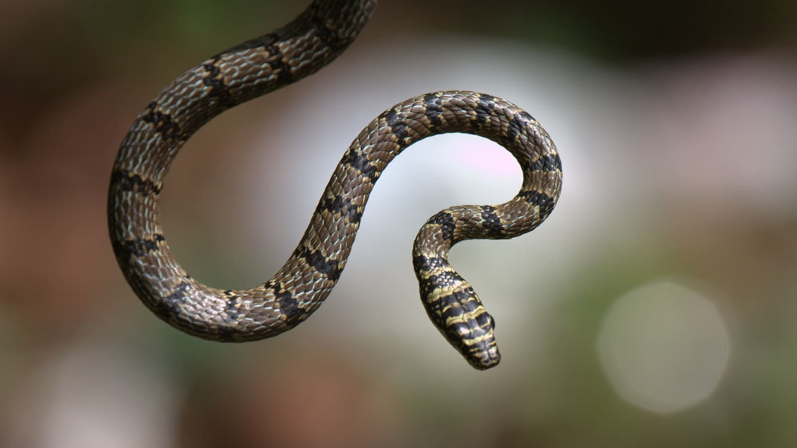 Discover how flying snakes glide through the air using only their bodies