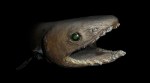 The frilled shark is a deep-sea predator that hasn’t changed in 80 million years