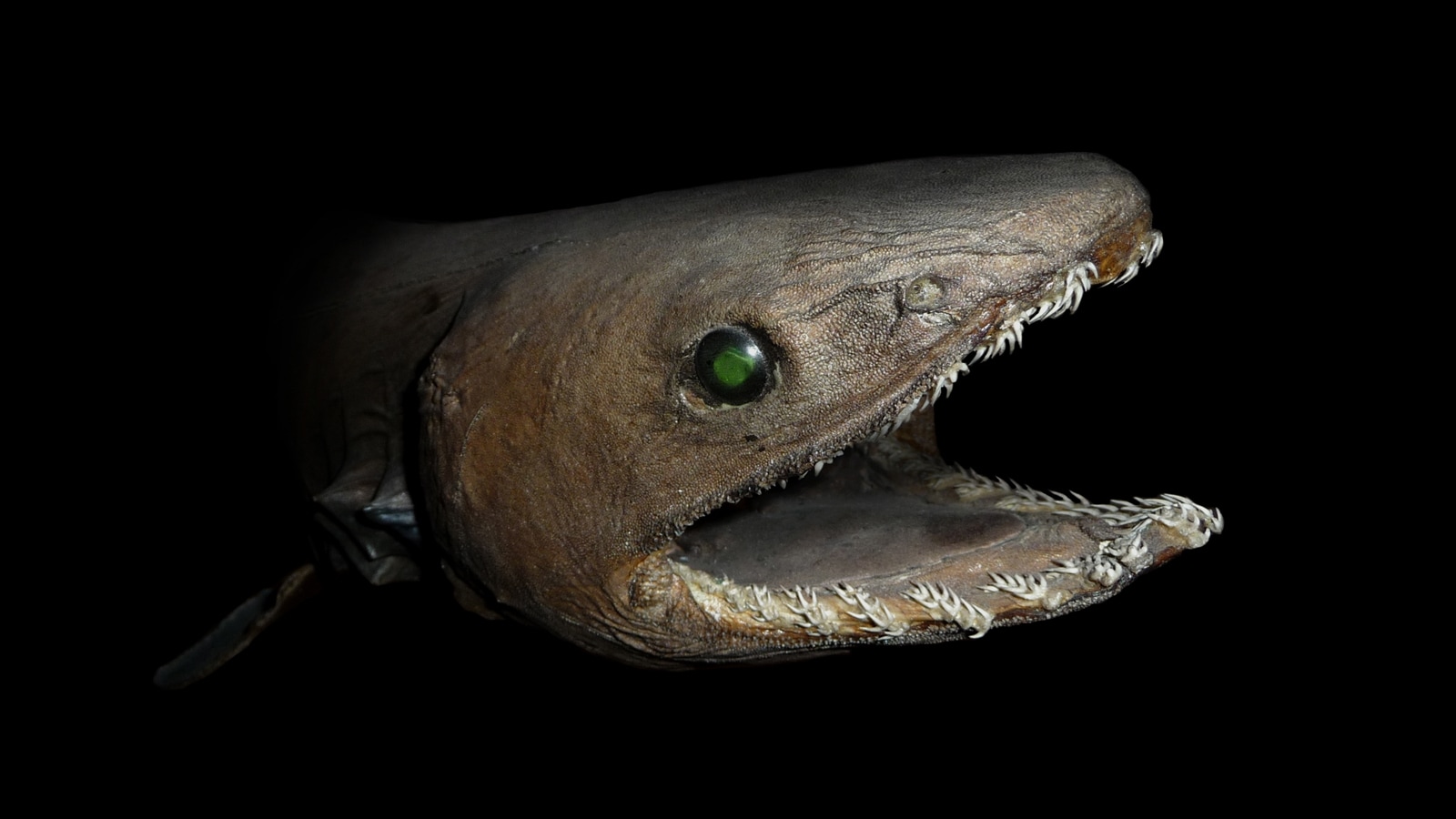 The frilled shark is a deep-sea predator that hasn’t changed in 80 million years
