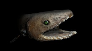 The frilled shark is a deep-sea predator that hasn’t changed in 80 million years