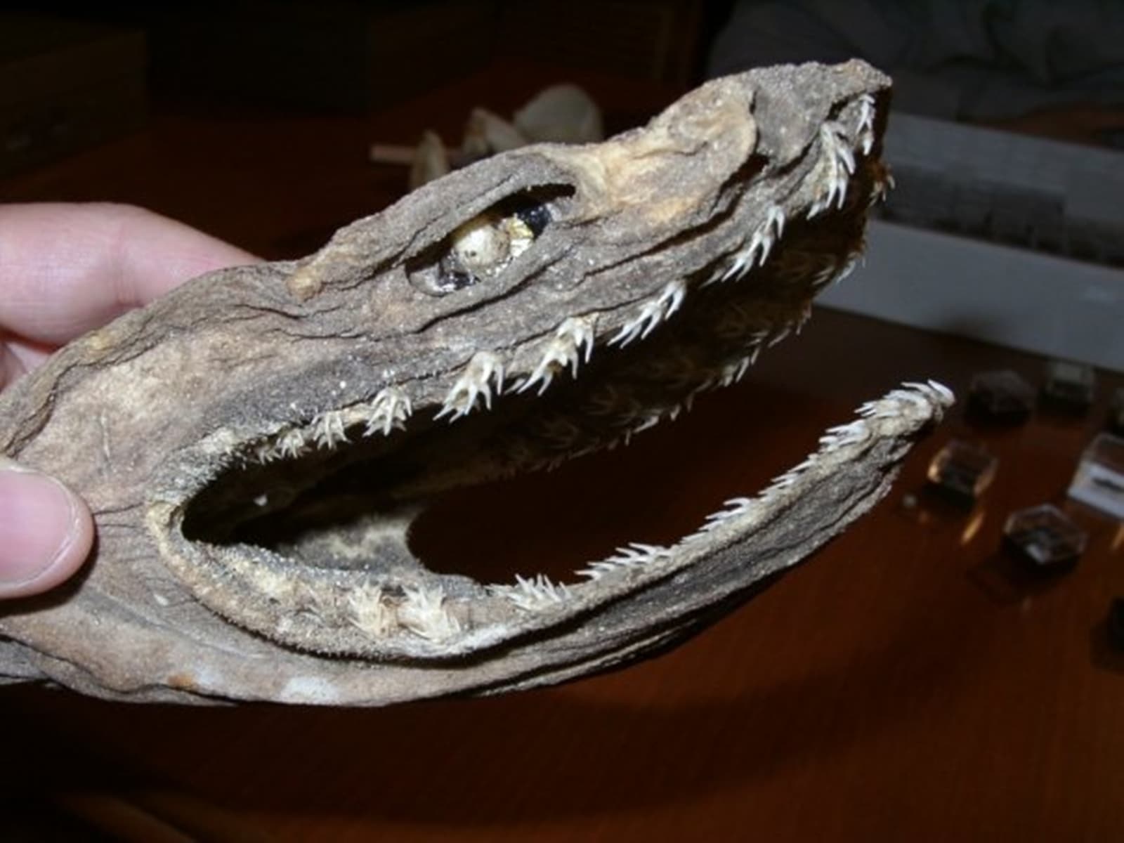 捲起的鯊魚是八千萬年來從未改變的深海掠食者