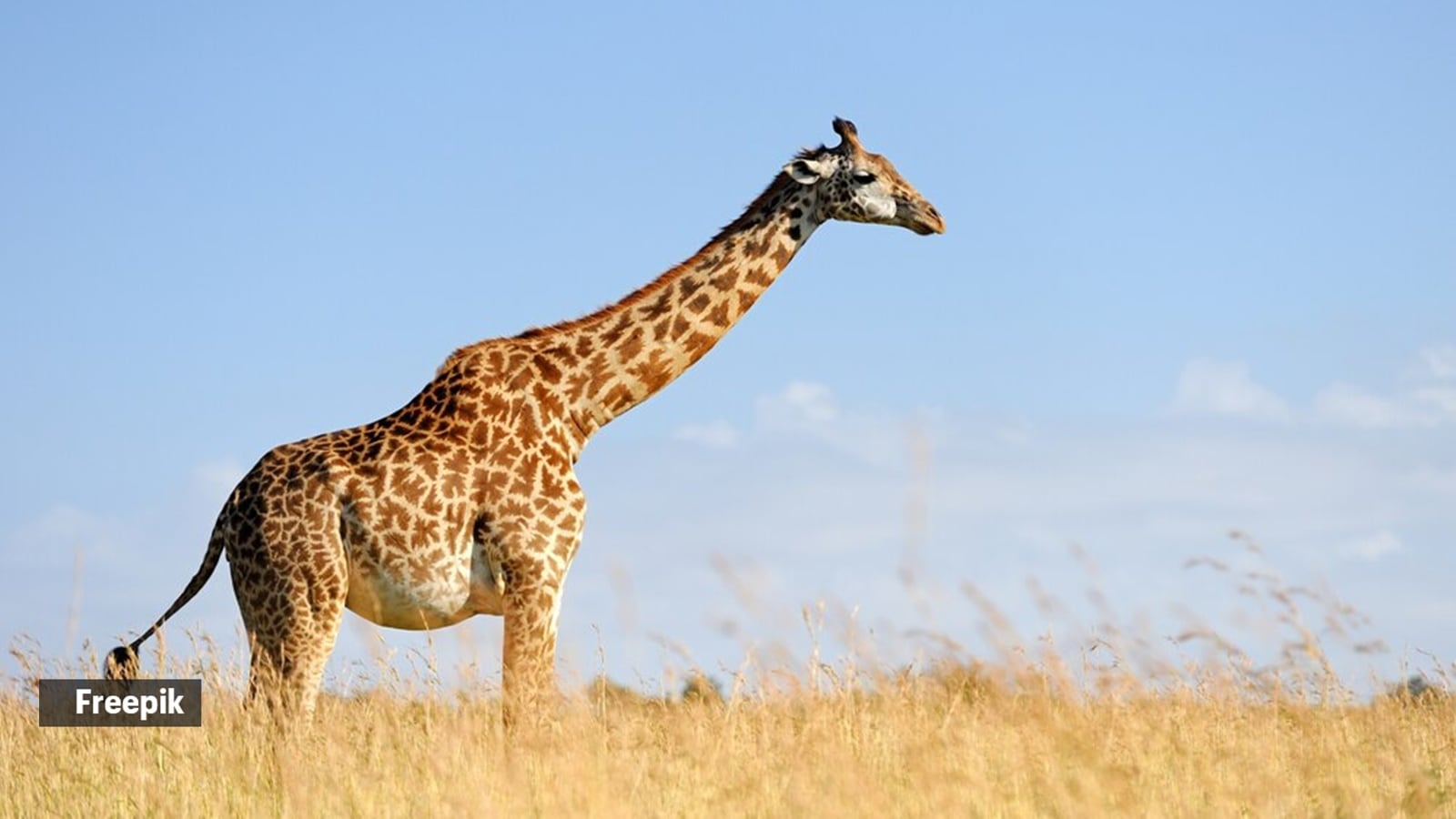 animals that do not sleep