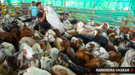 In the run-up to the festivities, thousands of traders from Rajasthan, Gujarat and Uttar Pradesh and other states start flocking to the Deonar facility with their animals nearly 15 days ahead of Eid al-Adha. (Credit: Pexels)