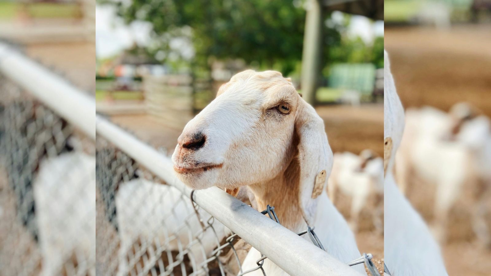 In the run-up to the festivities, thousands of traders from Rajasthan, Gujarat and Uttar Pradesh and other states start flocking to the Deonar facility with their animals nearly 15 days ahead of Eid al-Adha. (Credit: Pexels)