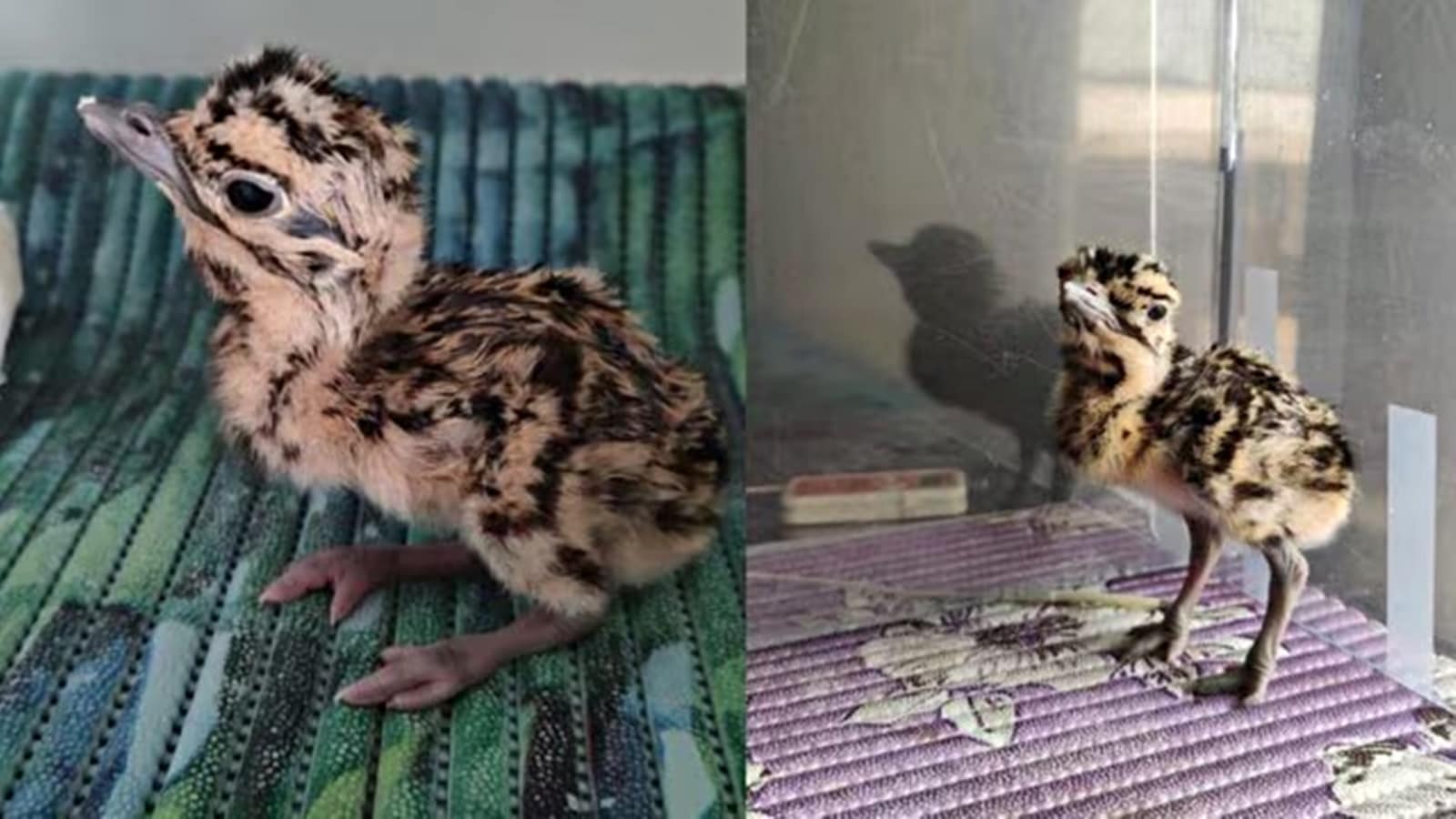 great indian bustard