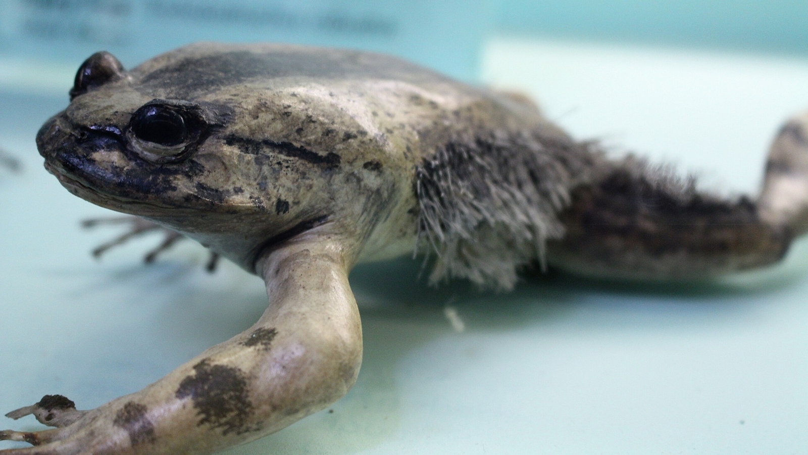 Meet the hairy ‘Wolverine’ frog that breaks its own bones to mate