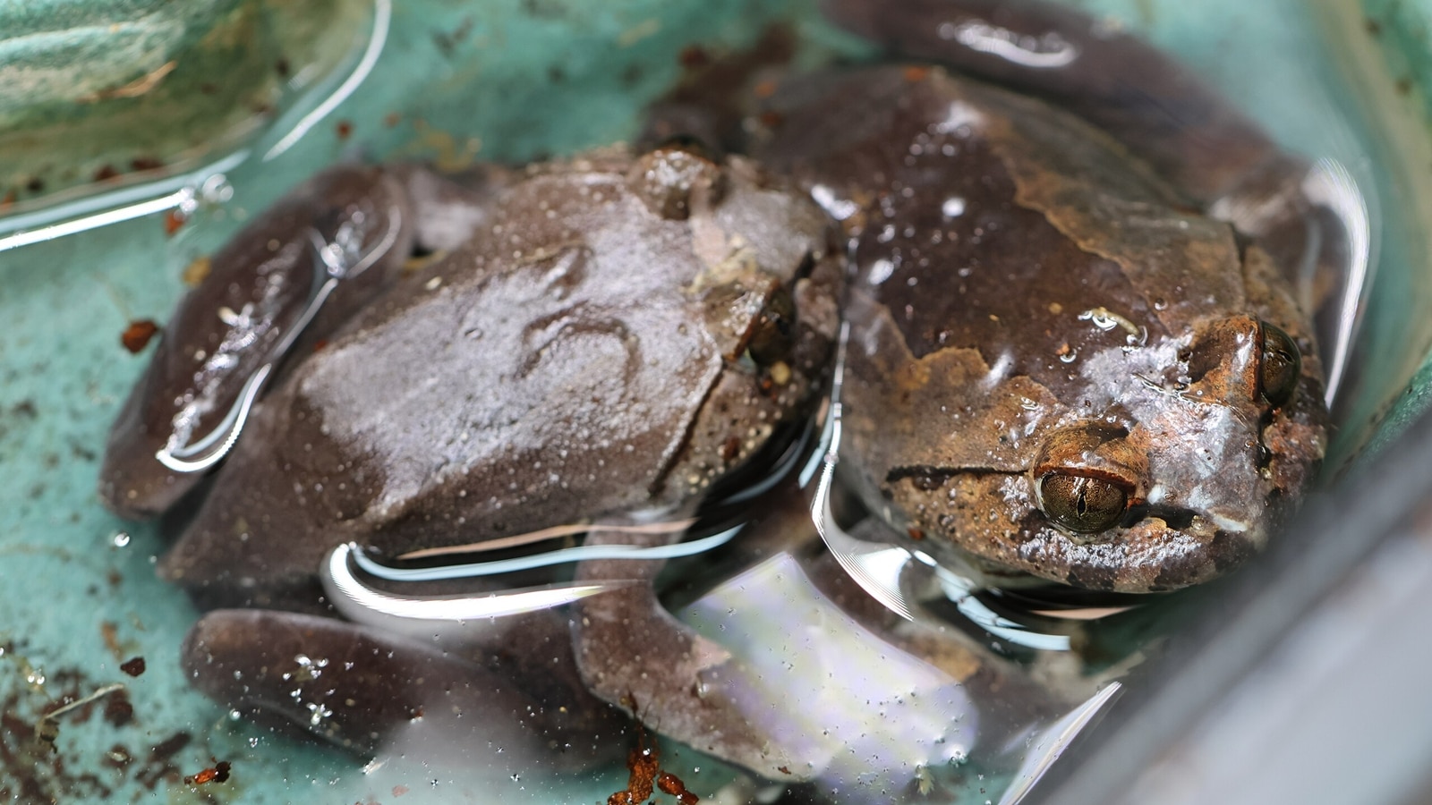 Discover the hairy frog (Trichobatrachus robustus), a bizarre amphibian from Africa that breaks its own bones (Source: Wikimedia Commons)