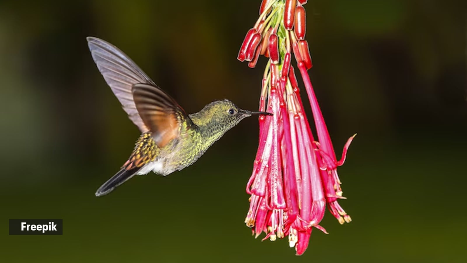 humminbird