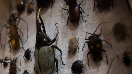 These insects are drawn to warmth, darkness and narrow crevices