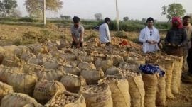 The proposed centre will serve farmers not only in potato belt states like Uttar Pradesh, Bihar, and West Bengal but also cater to South Asian countries.