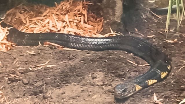 In April, two king cobras arrived from Karnataka’s Pilikula Biological Park as part of an animal exchange programme, wherein two tigers were exchanged for the venomous snakes. MP now has one king cobra left, in Indore.