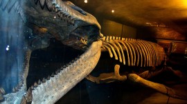 Meet Kronosaurus queenslandicus — a marine reptile as long as a bus with a massive skull and jaw rivaling today’s biggest crocodiles.